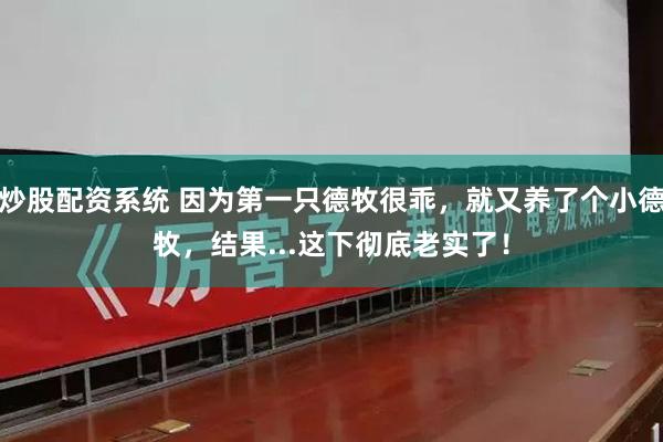 炒股配资系统 因为第一只德牧很乖,就又养了个小德牧,结果...这下彻底老实了!