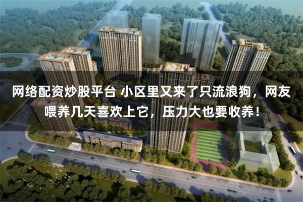 网络配资炒股平台 小区里又来了只流浪狗,网友喂养几天喜欢上它,压力大也要收养!