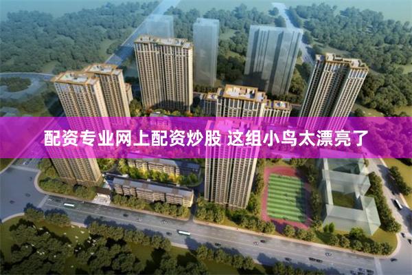 配资专业网上配资炒股 这组小鸟太漂亮了